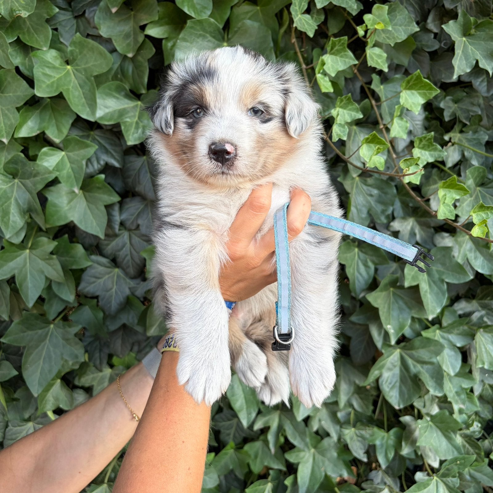 Australische herder pups met stamboom, Dieren en Toebehoren, België, Reu, 8 tot 15 weken, Meerdere