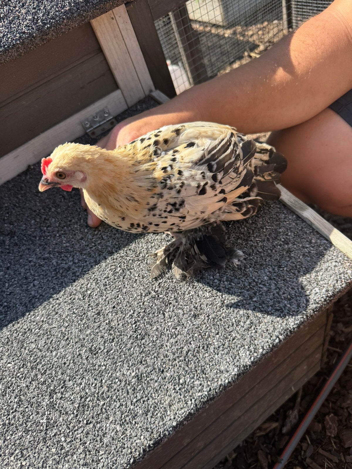 Sabelpoot, Dieren en Toebehoren, Pluimvee