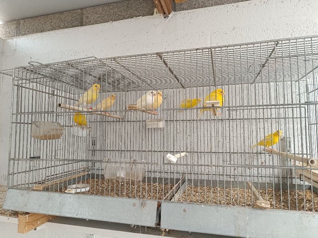 kanaries, Dieren en Toebehoren, Meerdere dieren, Kleurkanarie