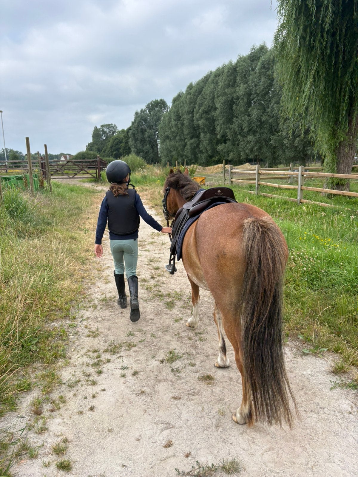 Welsh a merrie met stamboom !, Dieren en Toebehoren, Merrie, M, Met stamboom
