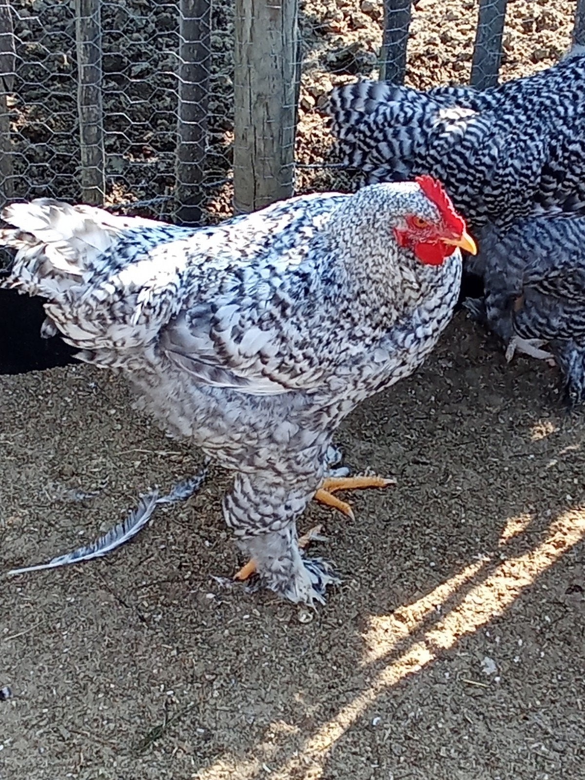 Mechelse koekoek, Dieren en Toebehoren, Pluimvee