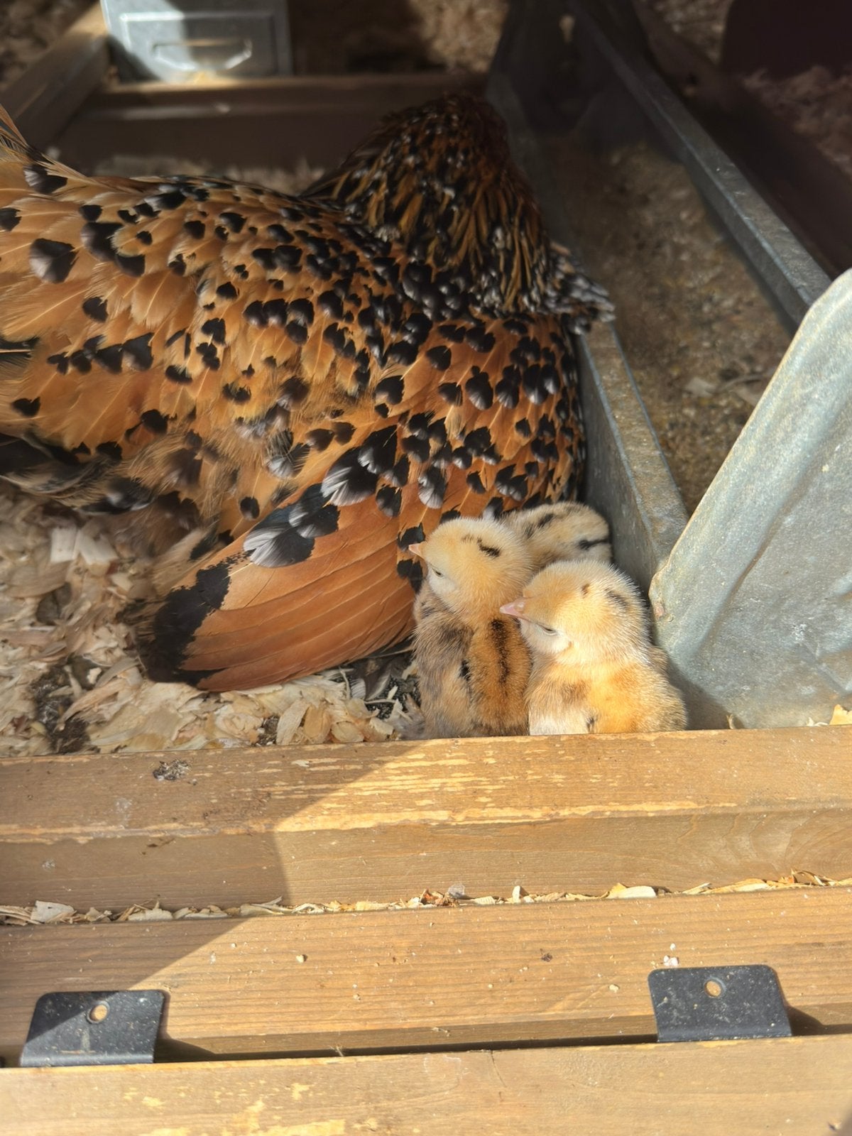Poulet poussins aux pattes de sabre, Animaux & Accessoires, Plusieurs animaux, Poule ou poulet
