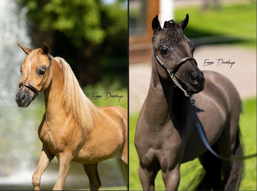 2 mooie pony's TE KOOP in onze ESHA veiling, Animaux & Accessoires, Poneys, Avec pedigree, Poney de récréation, Poney A (jusqu'à 1.17 m)