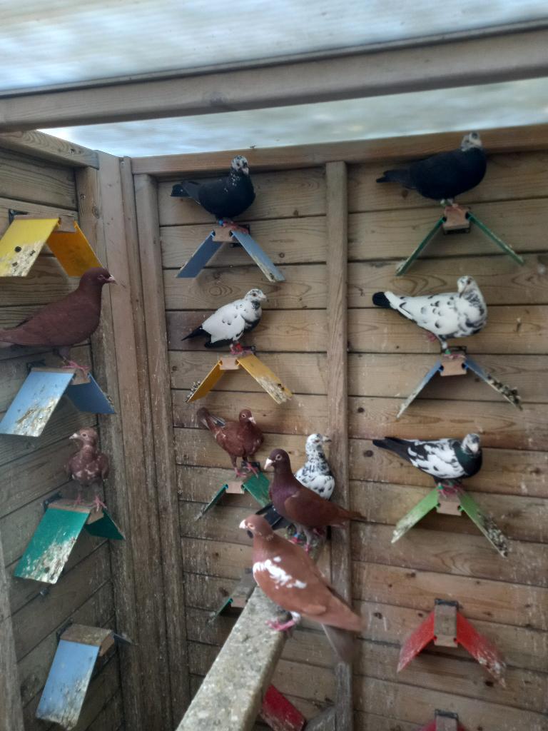 Kleurpostduiven, Dieren en Toebehoren, Vogels | Duiven, Meerdere dieren, Postduif