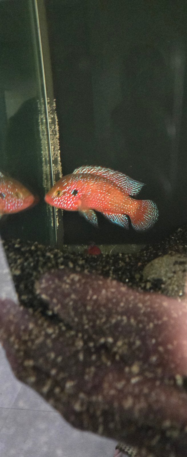 Rubricatochromis guttatus – Blauwe Juweel Cichlide +- 12cm, Dieren en Toebehoren