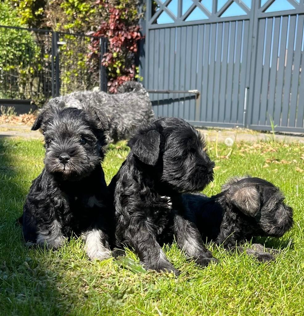 Dwergschnauzer pups dwerg schnauzer, België, Fokker | Hobbymatig, 8 tot 15 weken, Parvo