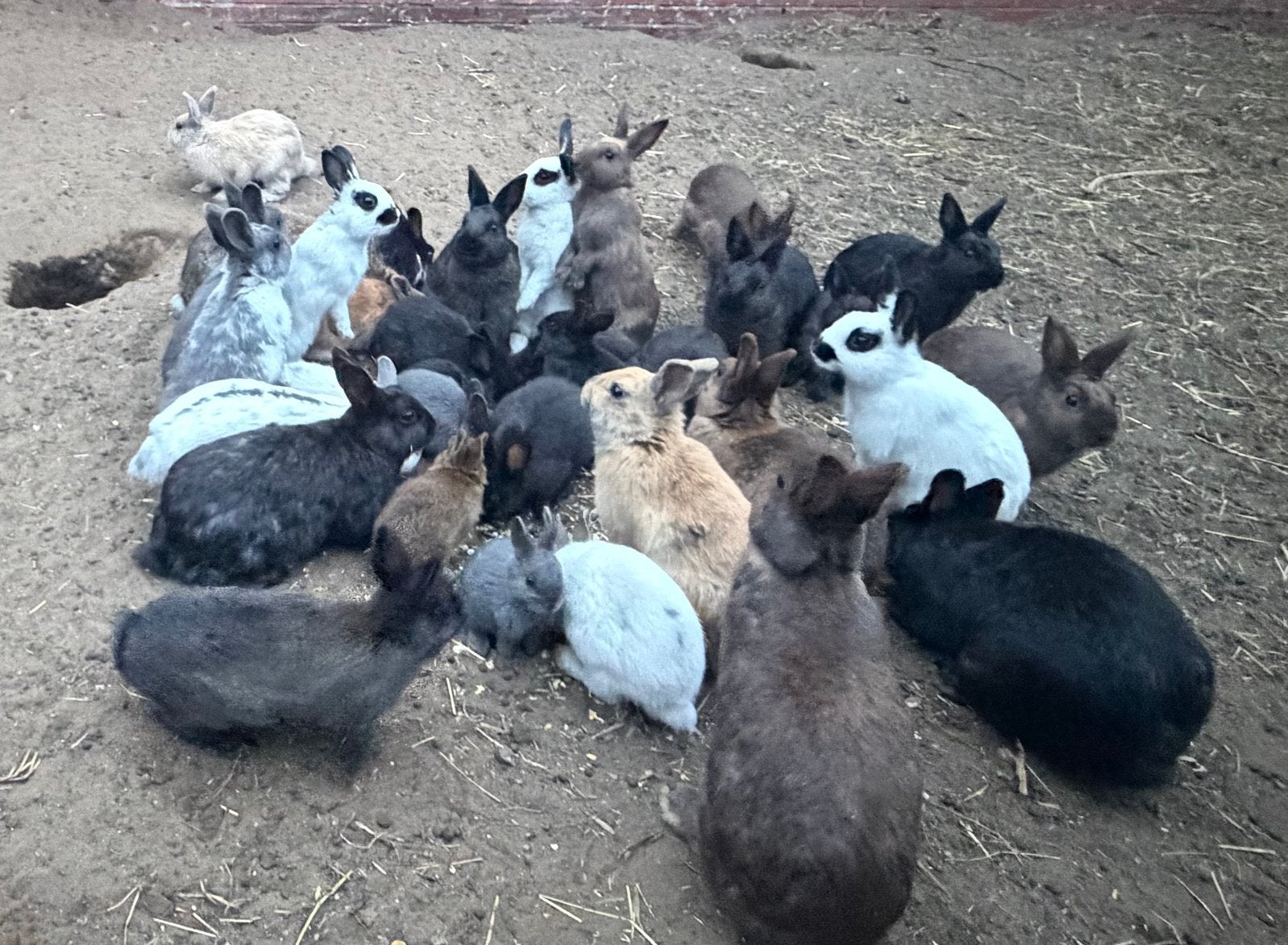 Dwerg konijntjes, Dieren en Toebehoren, Meerdere dieren, Overige soorten