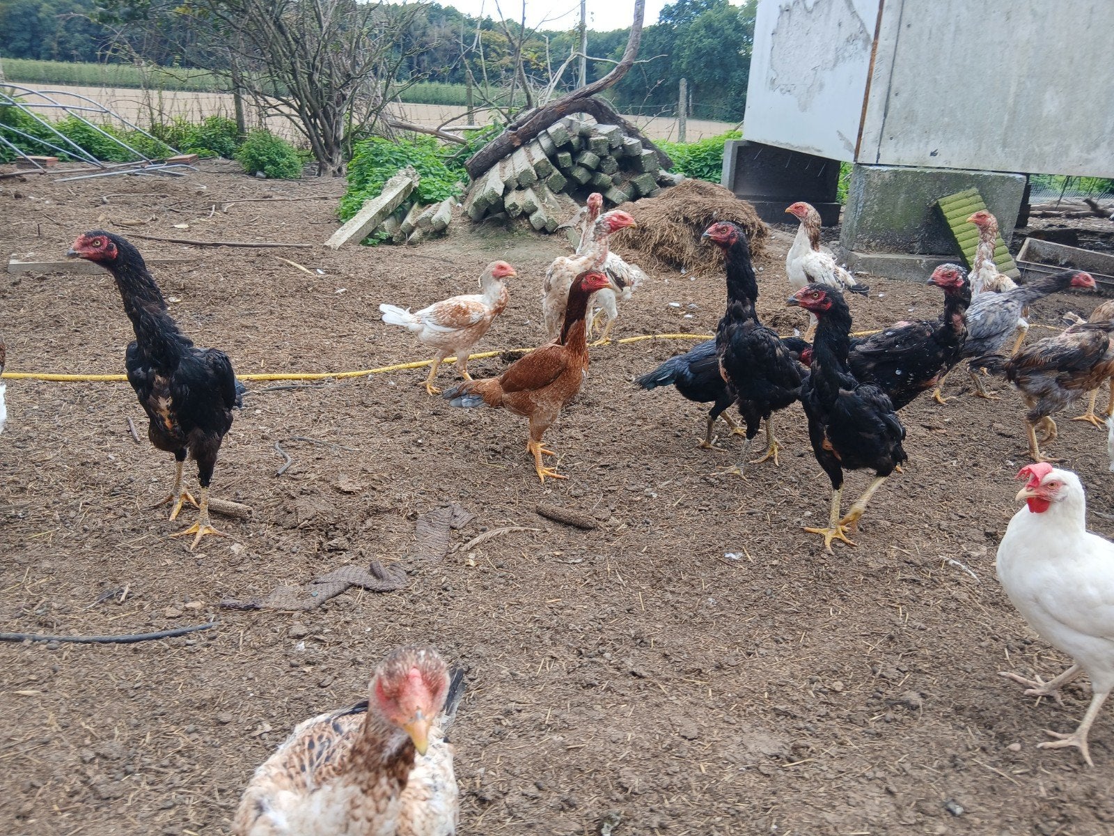 Poulets Shamo