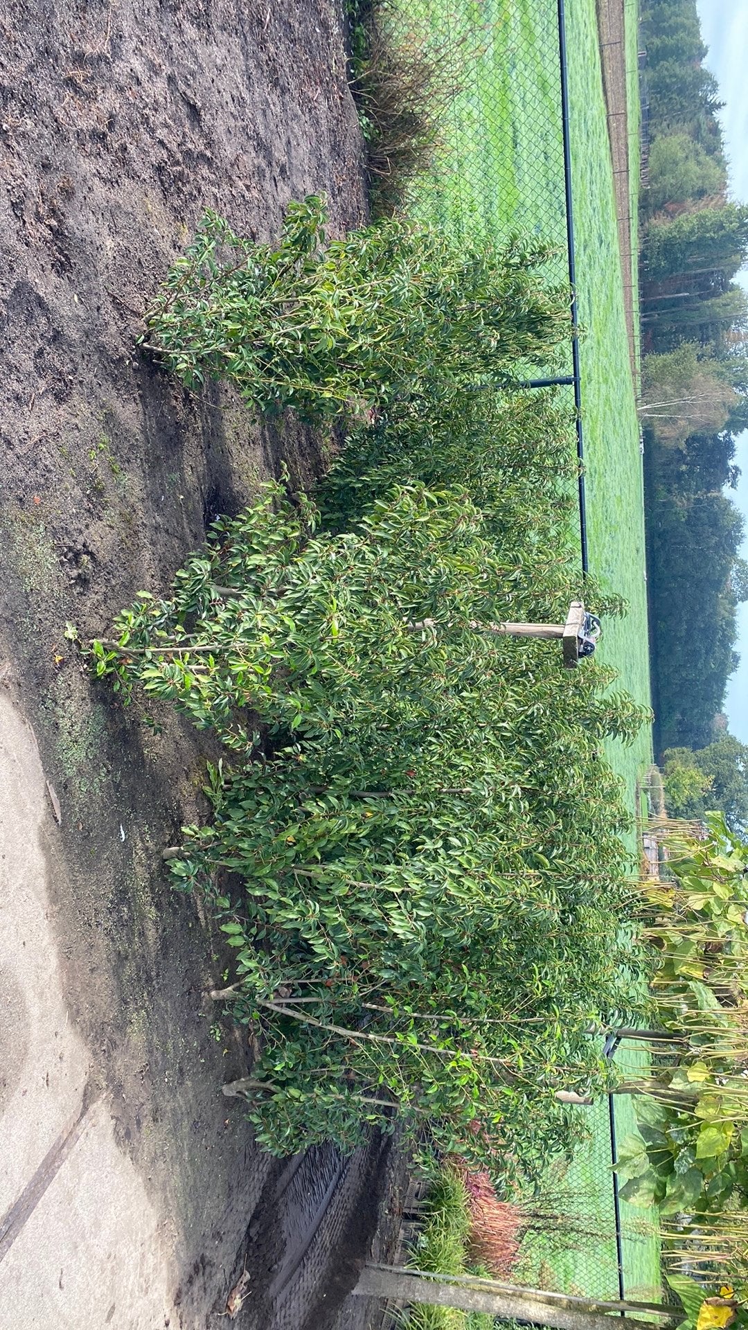 Bomen en hangplanten, Ophalen