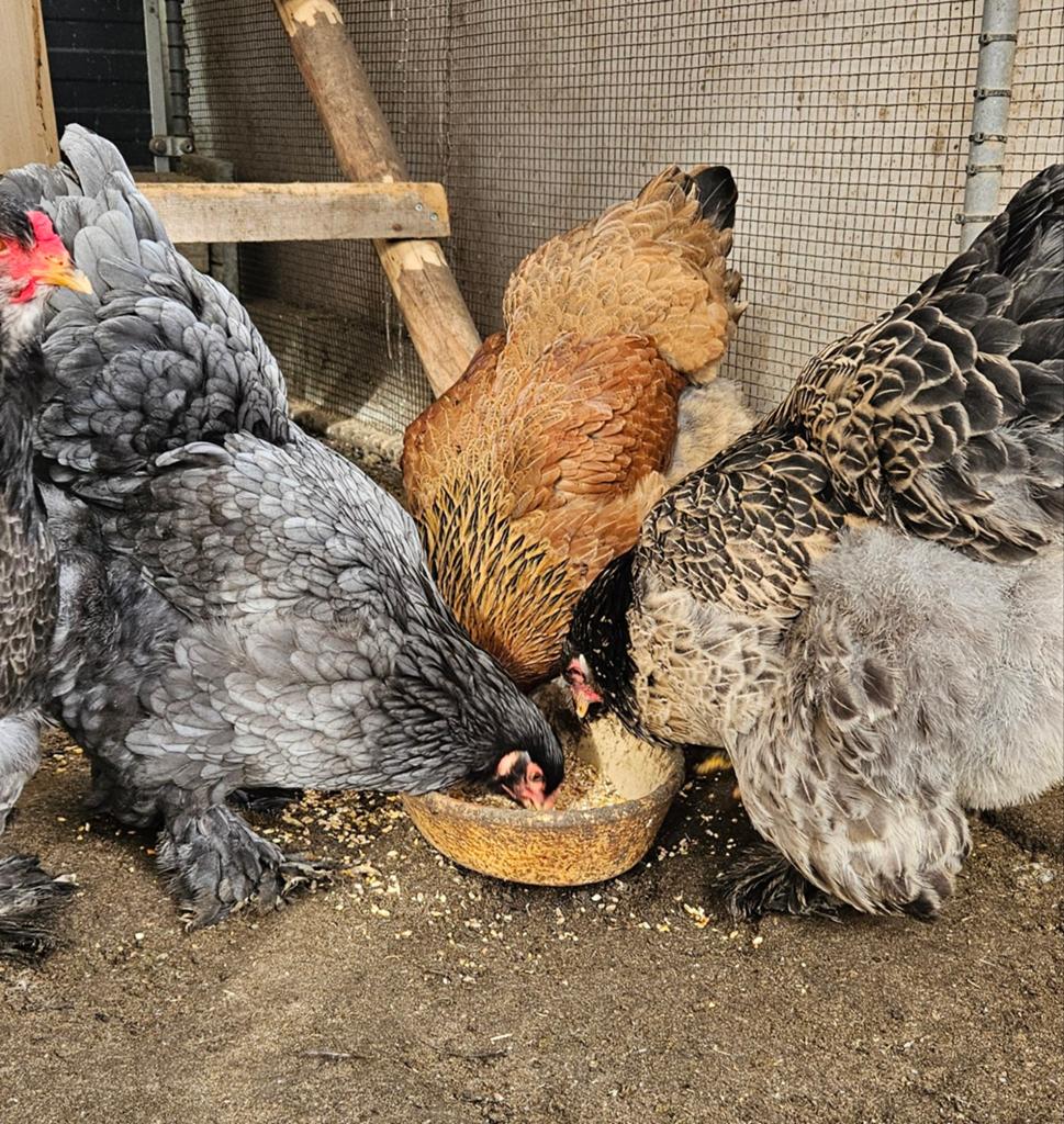 Broedeieren Brahma mix