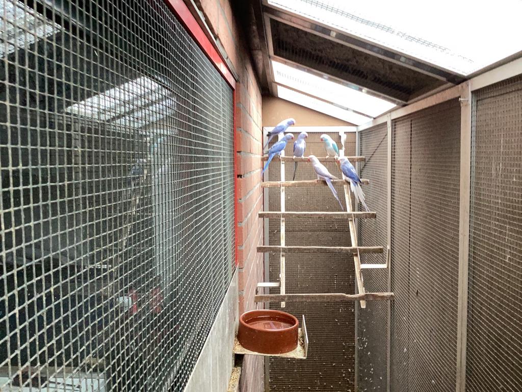 Te koop halsband parkieten, Dieren en Toebehoren, Vogels | Parkieten en Papegaaien