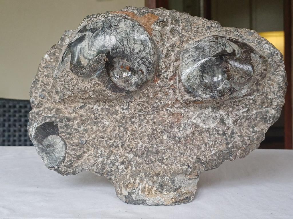 Fossiles (ammonite, goniatite, orthocéras), Enlèvement ou Envoi, Fossile