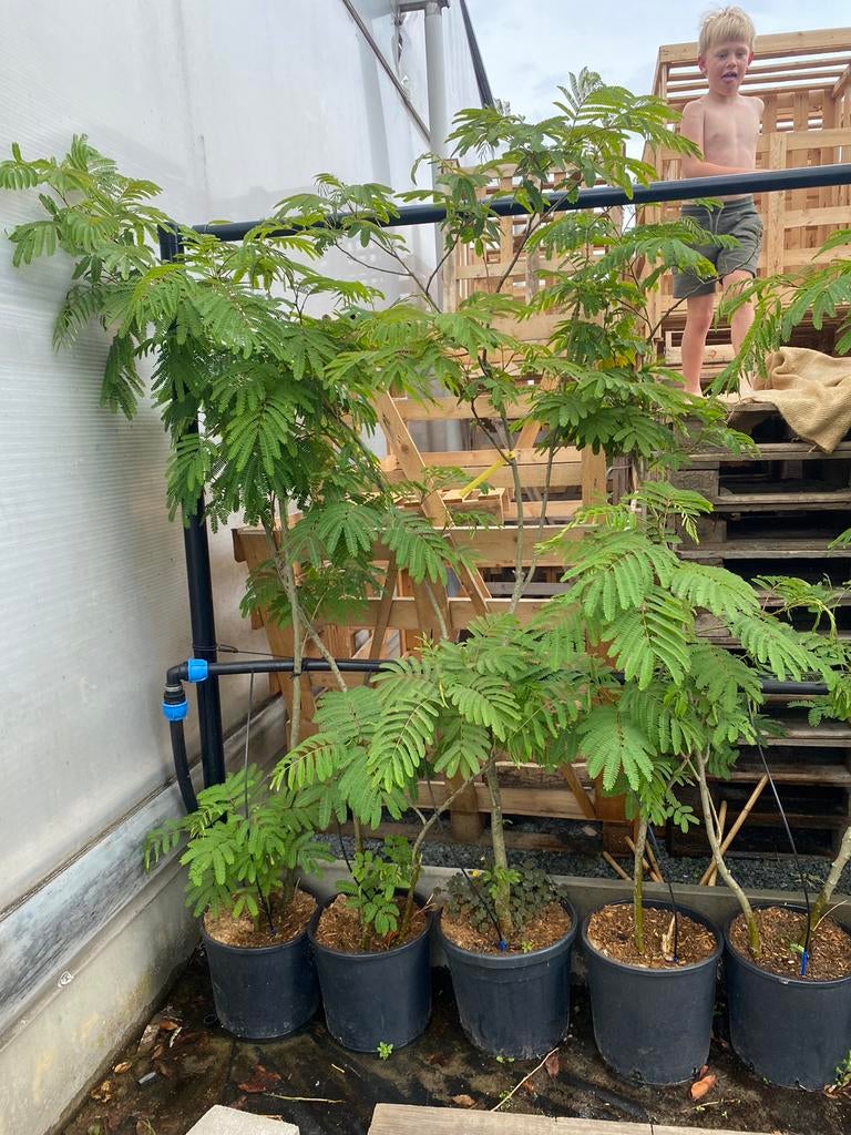 Albizia julibrissin, Solitaire Boom, Tuin en Terras, Planten | Bomen, Ophalen