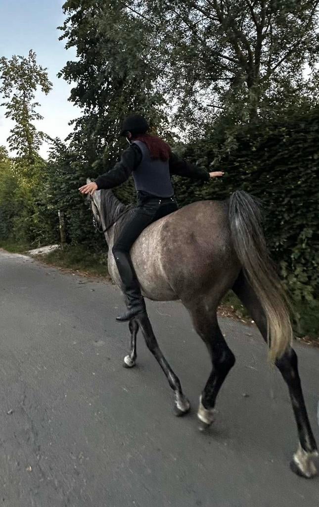 Verzorgpaard gezocht!, Plusieurs animaux, Débourré