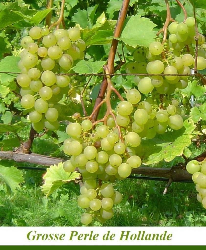PLANTS DE RAISIN / VIGNES, 1 mètre, bleus et blancs, 12€/pc, Enlèvement ou Envoi, Printemps, Plante fixe, Plantes fruitières