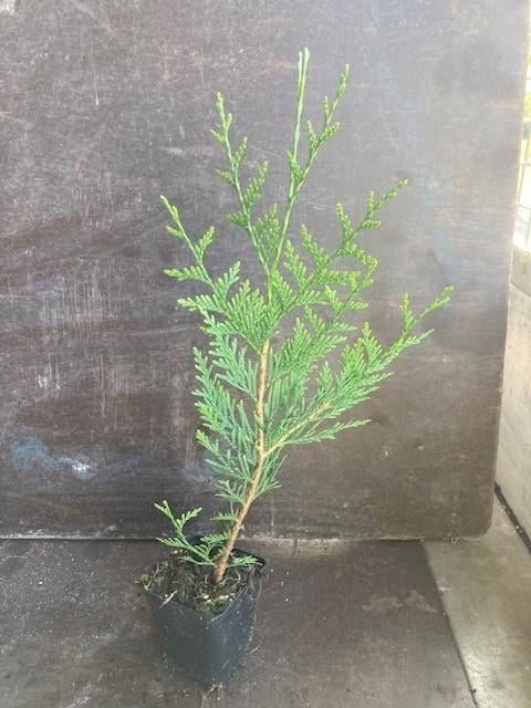 Thuja atrovirens P9 en pot 1.5L, Tuin en Terras, Ophalen, Conifeer, Haag, Minder dan 100 cm