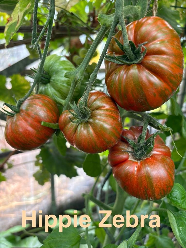 2) Grote sortering zaden van bijzondere tomaten., Tuin en Terras, Verzenden, Voorjaar, Volle zon, Zaad