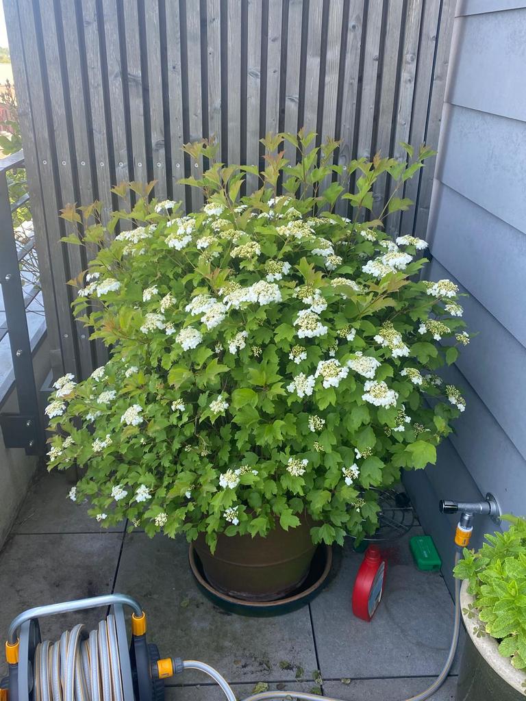Skimmia Japonica, rosiers et autres plantes + ou sans pots, Enlèvement