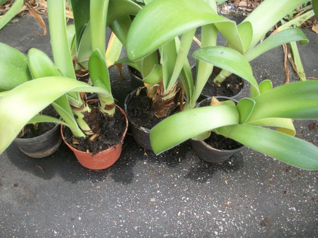 Haemanthus albiflos bloei lijkt op een poederkwast, Huis en Inrichting, Kamerplanten, Bloeiende kamerplant, Ophalen, Overige soorten