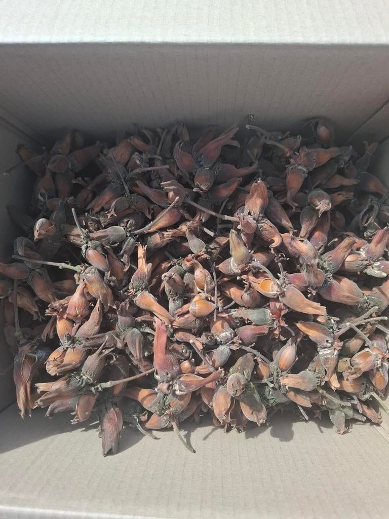 Noisettes bio ,reste 750g, Enlèvement