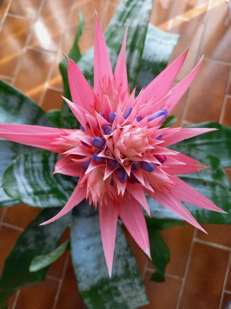 WIJ ZIJN 3 BROMELIAS ❤️🧡💛💚, Ophalen