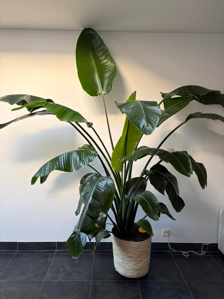 Strelitzia kamerplant, Ophalen, 200 cm of meer, Overige soorten, Halfschaduw