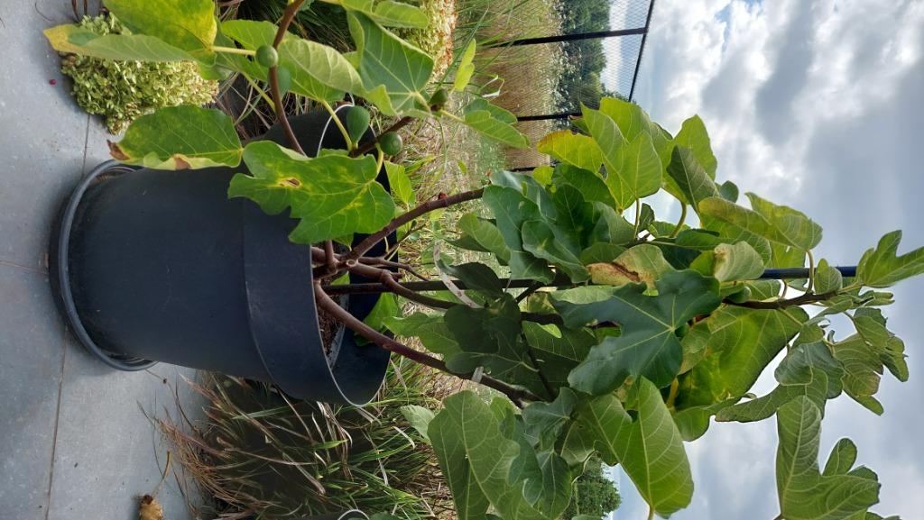 TERRASPLANTEN VIJGENBOOM, Tuin en Terras, Planten | Bomen, Overige soorten, 100 tot 250 cm, Zomer, Ophalen