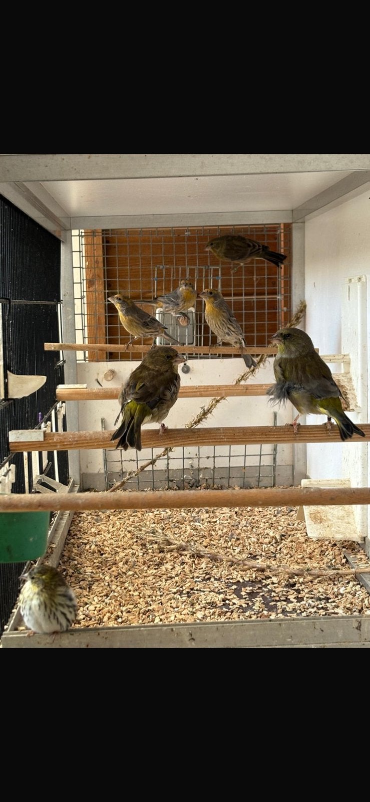 Inlandse vogels te koop
