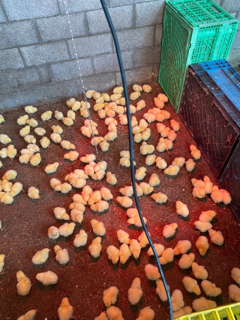 Vleeskuikens groot/klein, Dieren en Toebehoren, Pluimvee, Meerdere dieren, Kip