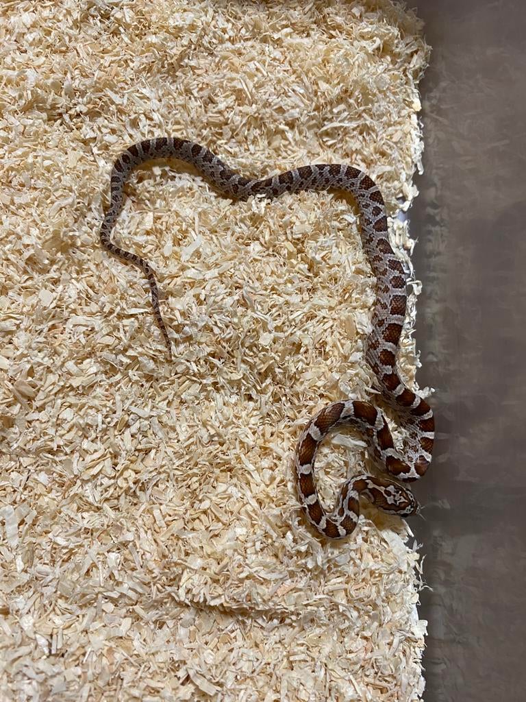2.4 het palmetto Scaleless amel of ultra, Dieren en Toebehoren, Reptielen en Amfibieën