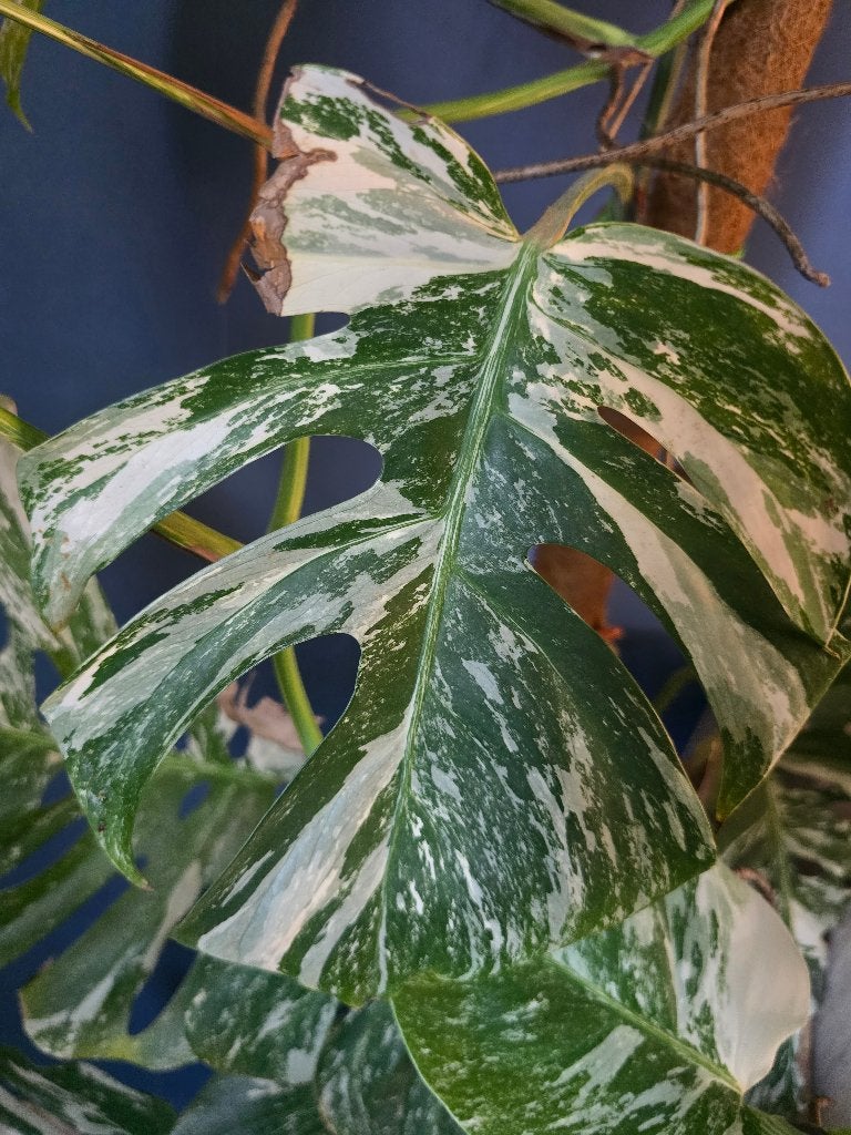 Monstera Deliciosa Variegata, Huis en Inrichting, Kamerplanten, Ophalen, 100 tot 150 cm, Overige soorten, Halfschaduw