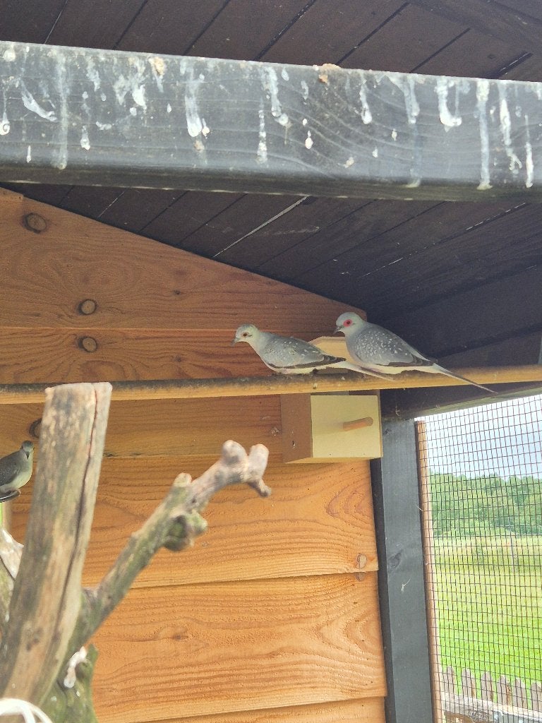 Diamantduifjes, Animaux & Accessoires, Oiseaux | Pigeons, Plusieurs animaux, Autres espèces