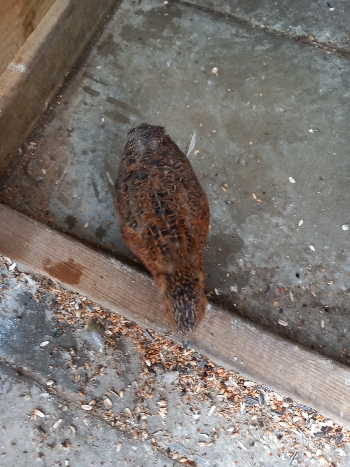 johan⁸, Dieren en Toebehoren, Vogels | Overige Vogels