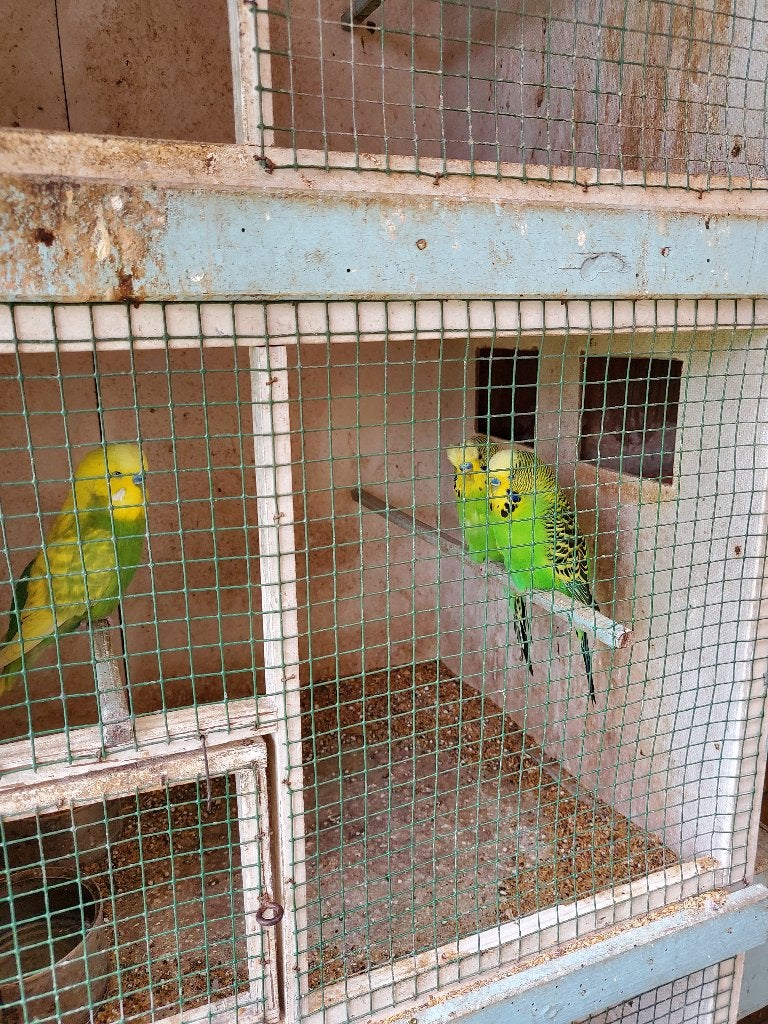 Koppels groene parkieten met gele vleugels, Meerdere dieren, Parkiet
