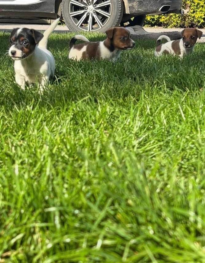 Jack russell pup, Particulier, Hépatite contagieuse (maladie de Rubarth), 8 à 15 semaines, Plusieurs