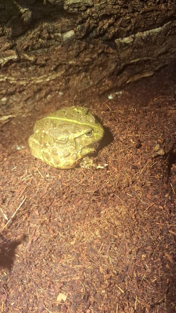 Grenouille taureau africaine