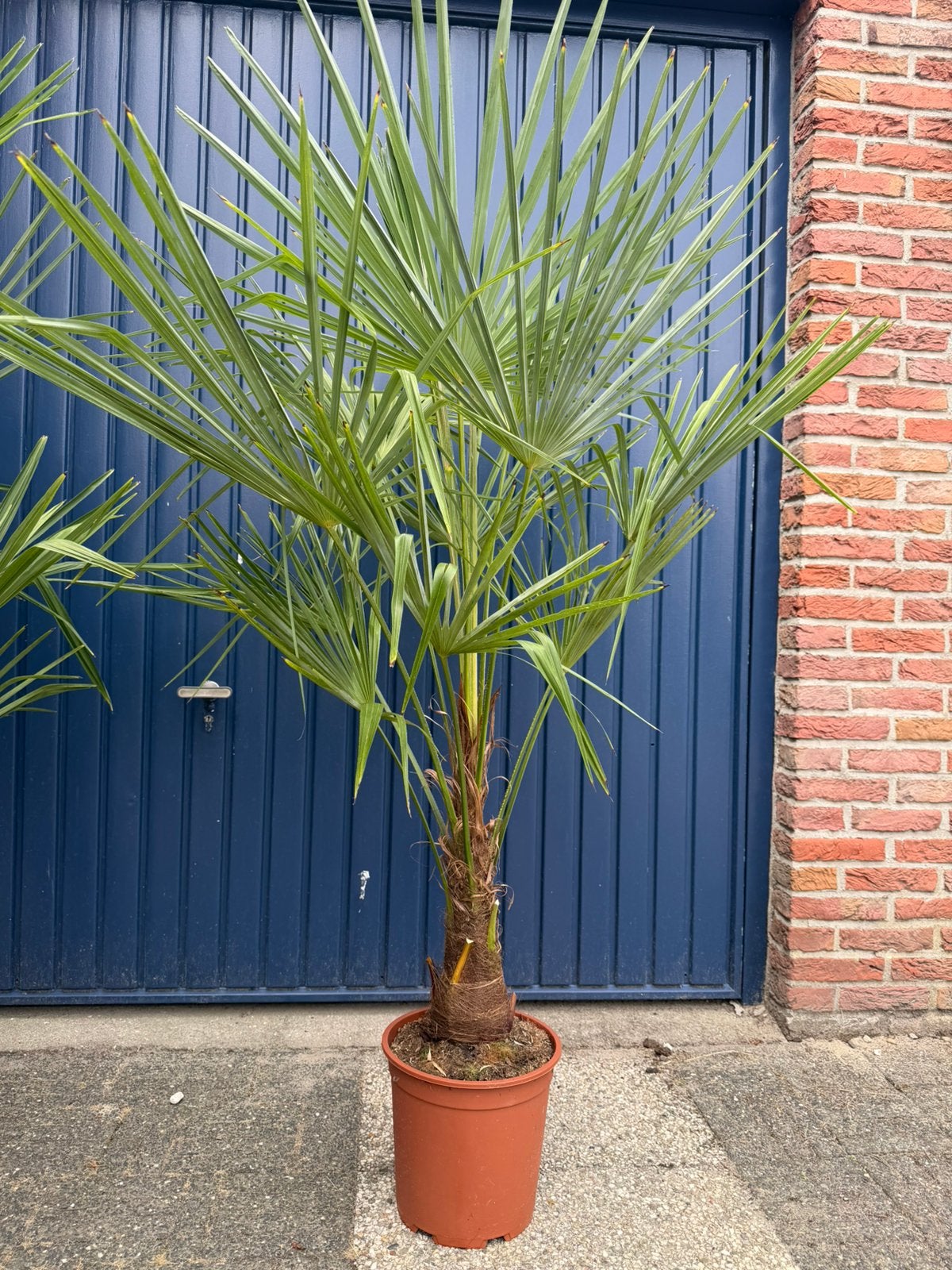 Palmboom palmen palmbomen, Tuin en Terras, Planten | Bomen, Ophalen, In pot, Volle zon, Palmboom