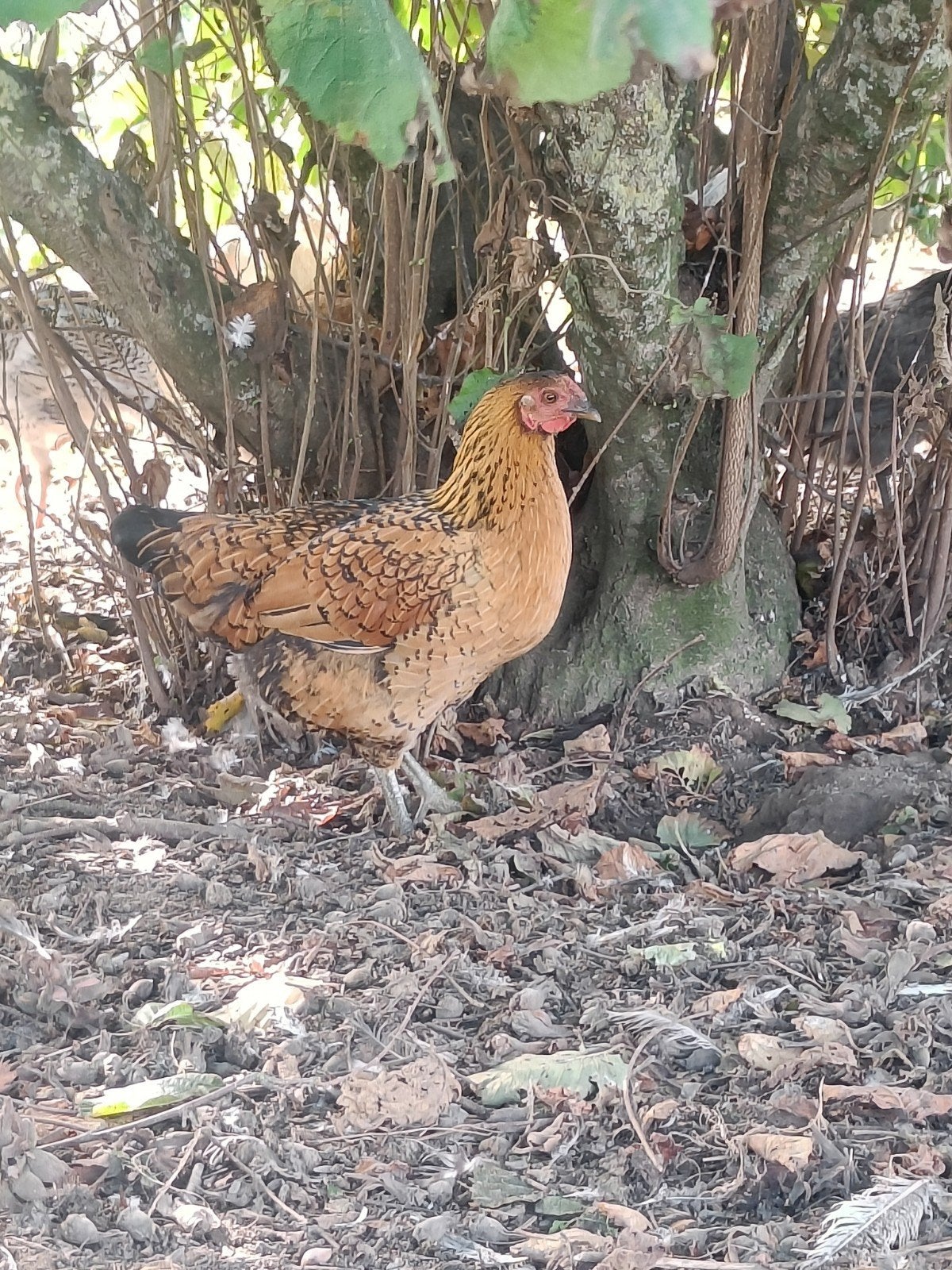 mooi jong kippetje, Dieren en Toebehoren