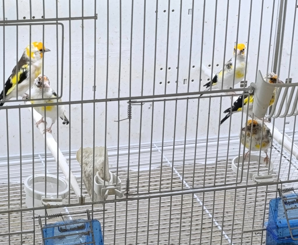mutation, Animaux & Accessoires