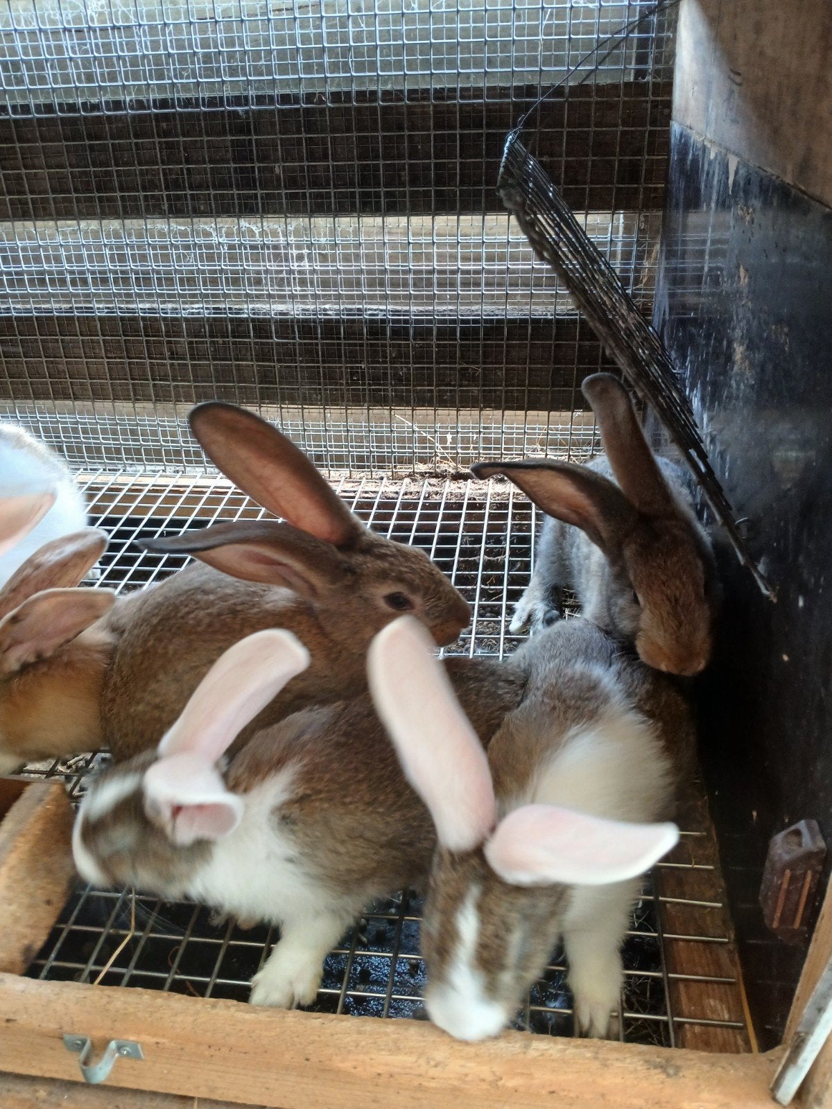 Jonge konijntjes, Dieren en Toebehoren, Konijnen