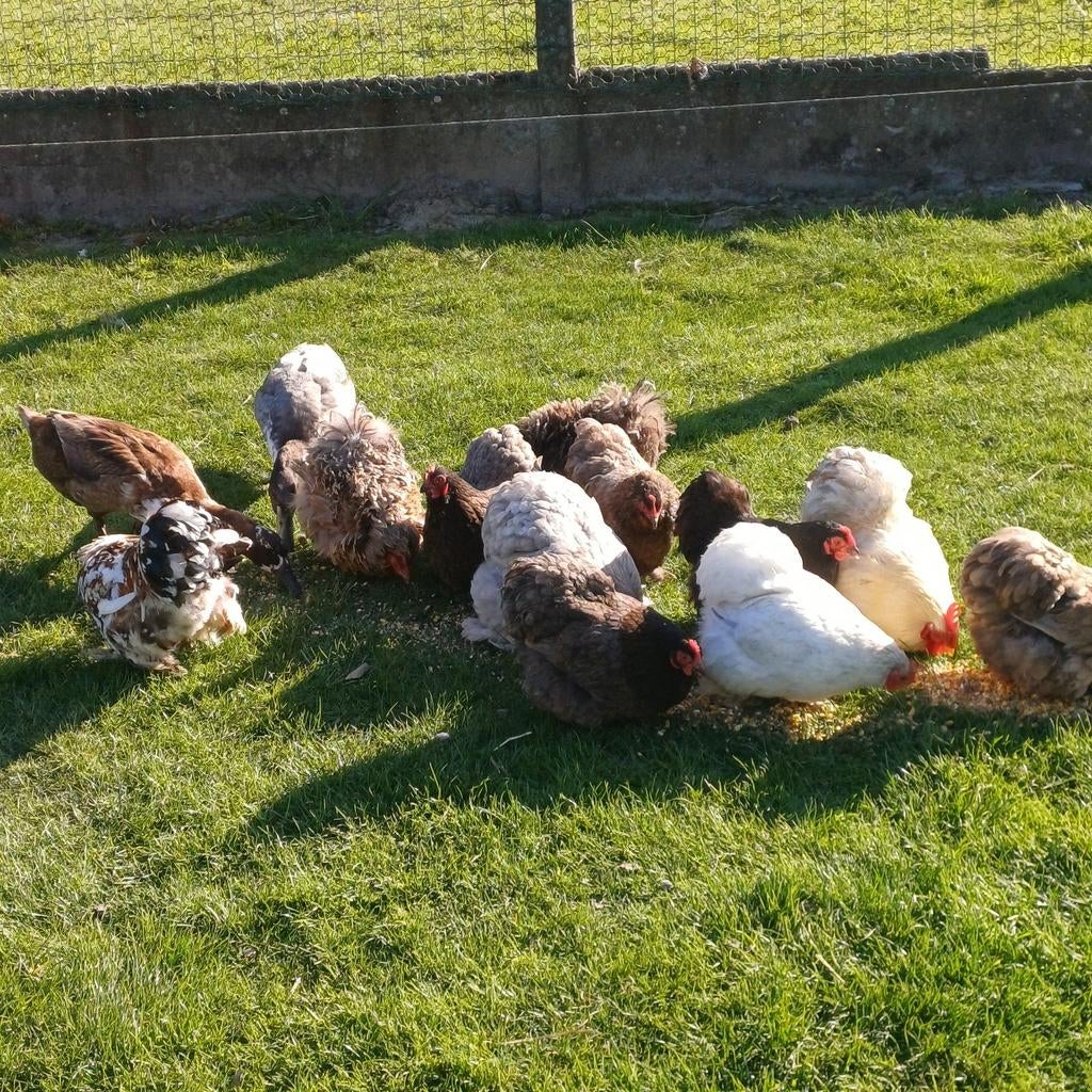 Cochin kriel broedeieren, Dieren en Toebehoren, Pluimvee