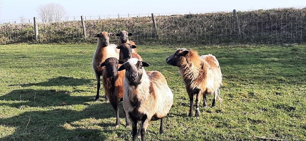 Kameroen schapen, Femelle, Mouton, 3 à 5 ans