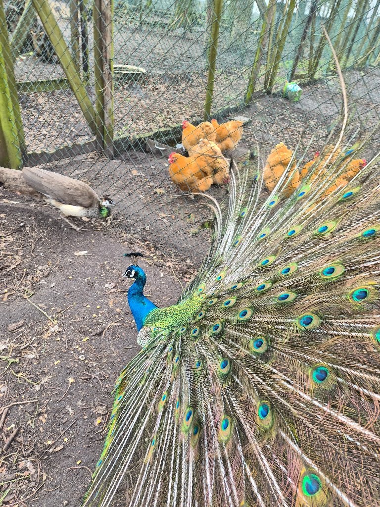 blauwe pauw broedeieren, Animaux & Accessoires, Volatiles, Sexe inconnu, Autres espèces