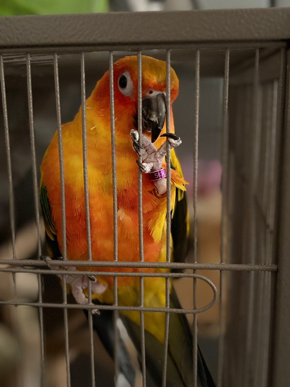 Conure soleil EAM (info en description), Mâle, Perroquet, Bagué