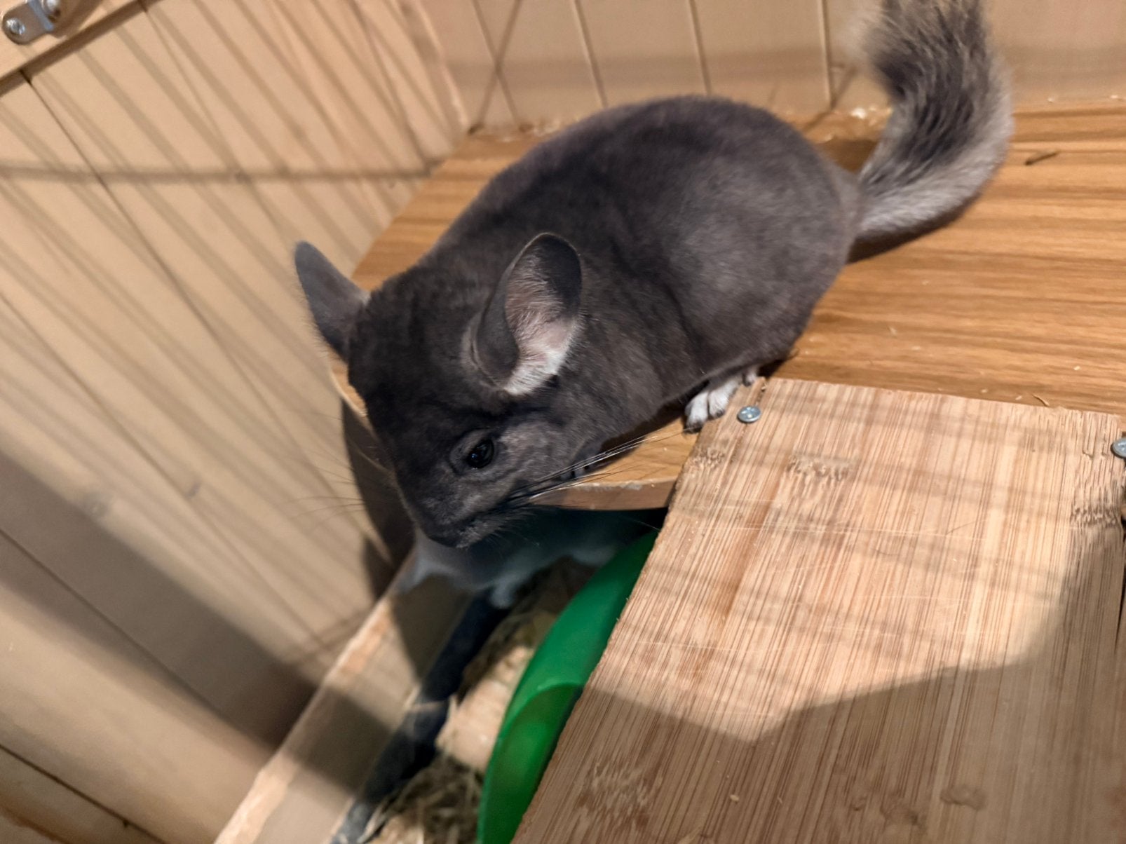 Twee lieve chinchilla’s te koop., Enlèvement