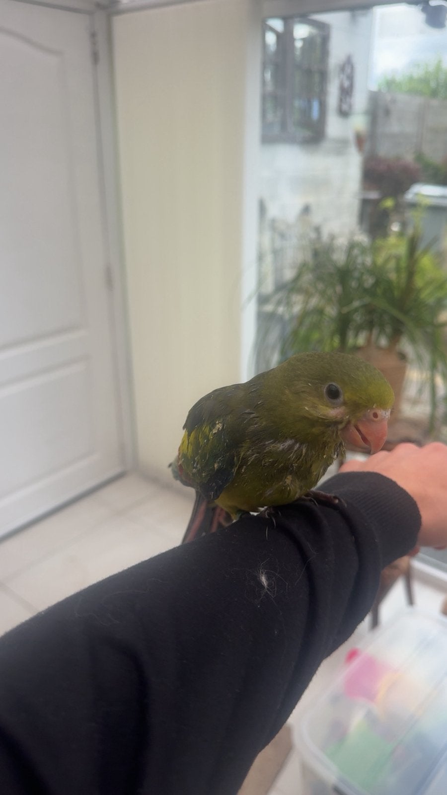 Tamme vogels, Dieren en Toebehoren, Vogels | Parkieten en Papegaaien, Tam