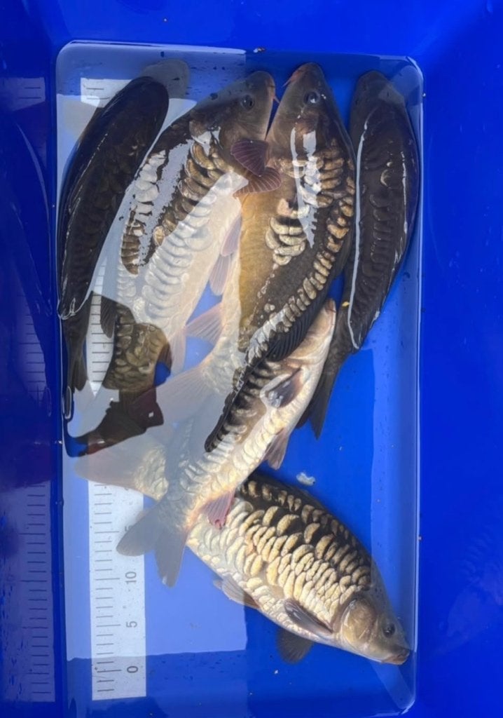 karpers van 250gr tot <1kg, Ophalen