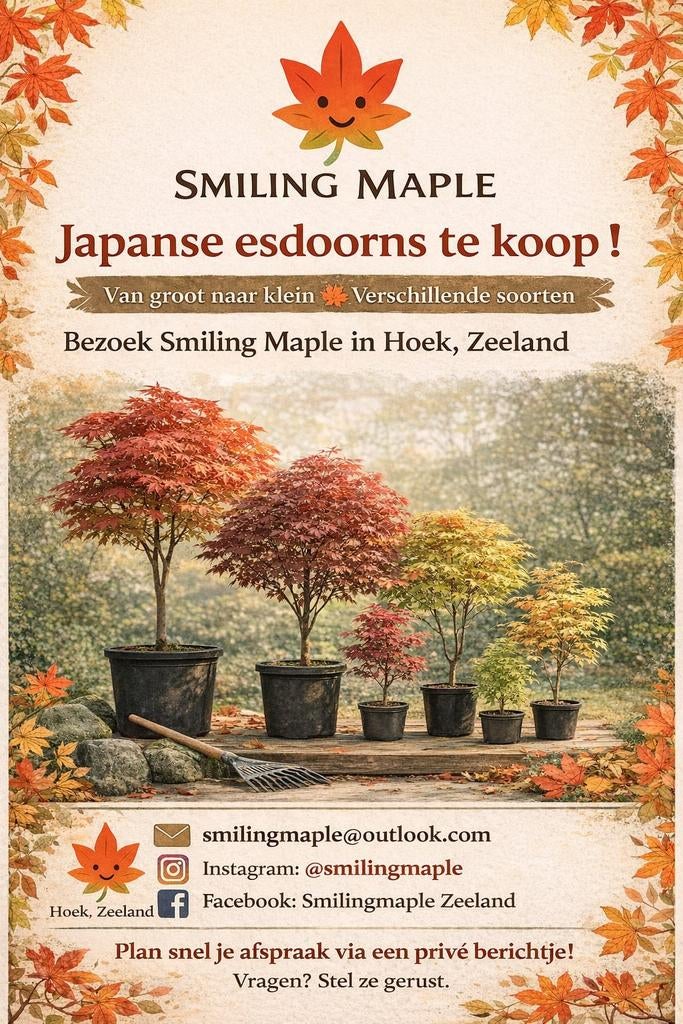 Japanse esdoorns te koop. Acer palmatum, Enlèvement