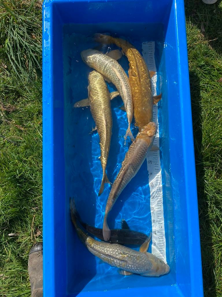 Japanse koi, Dieren en Toebehoren