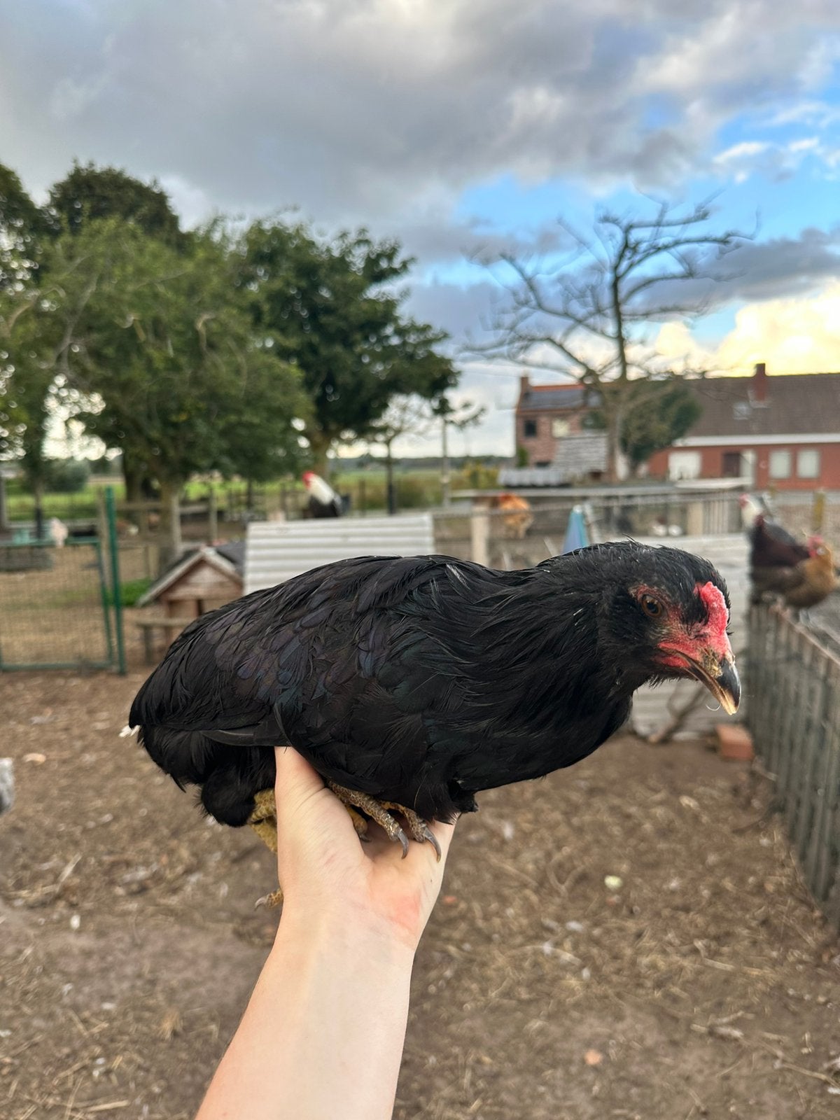 araucana bolstaart hen (legt blauwe eieren), Dieren en Toebehoren
